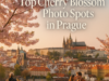 Top Cherry Blossom Photo Spots in Prague