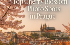 Top Cherry Blossom Photo Spots in Prague