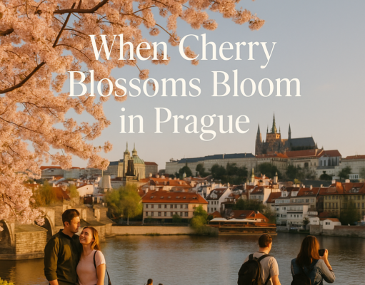 When Cherry Blossoms Bloom in Prague
