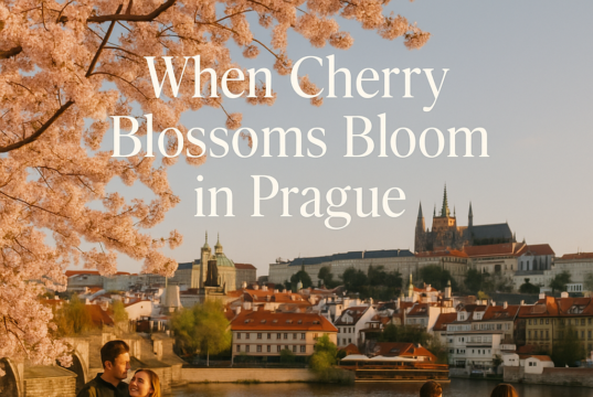 When Cherry Blossoms Bloom in Prague When Cherry Blossoms Bloom in Prague