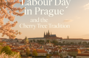 Labour Day in Prague and the Cherry Tree Tradition